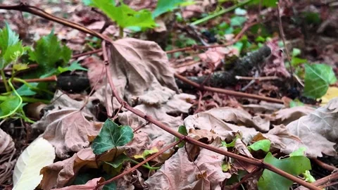 Ground-level POV walk through countryside grass and soil 動画素材 345002249