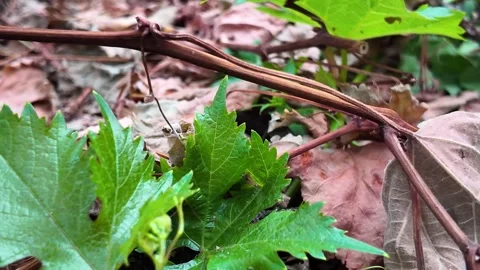 Ground-level POV walk through countryside grass and soil 動画素材 345002310