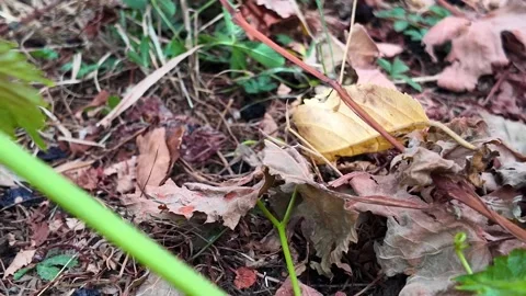 Ground-level POV walk through countryside grass and soil Vidéo 345002347