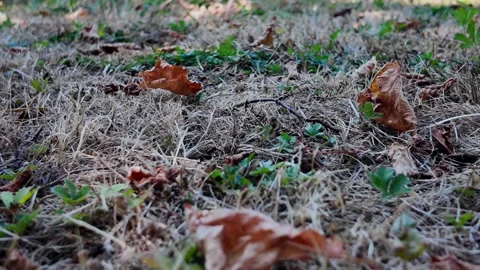 Ground-level POV walk through countryside grass and soil Vidéo 345002428