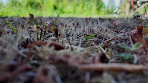 Ground-level POV walk through countryside grass and soil Stock-Footage 345002437