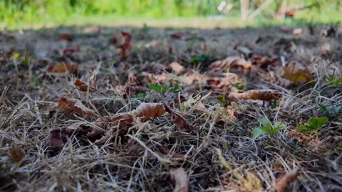 Ground-level POV walk through countryside grass and soil 库存影片 345002439