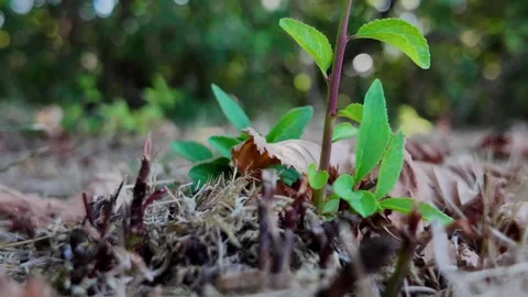 Ground-level POV walk through countryside grass and soil Video stock 345002450