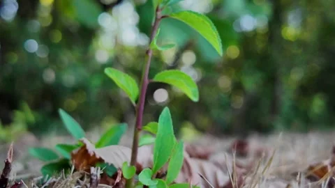 Ground-level POV walk through countryside grass and soil 動画素材 345002456