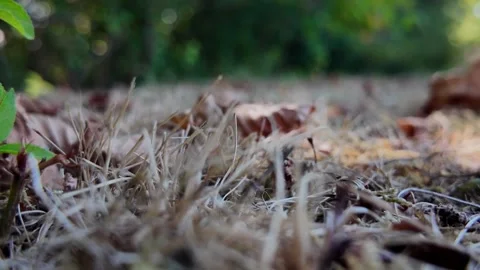 Ground-level POV walk through countryside grass and soil 動画素材 345002458
