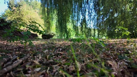Ground-level POV walk through countryside grass and soil Stockbeeldmateriaal 345002482