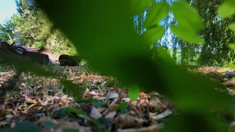 Ground-level POV walk through countryside grass and soil Stockbeeldmateriaal 345002488
