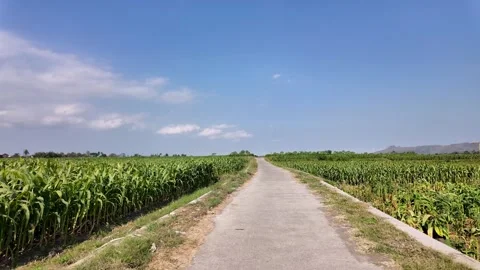 Ground Level Road Through Lush Cornfields Landscape Stock Footage 345158135