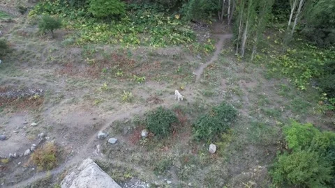 Ground-level Shem path crosses low plants and wildflowers on a mountain slope, Stock Footage 343804004