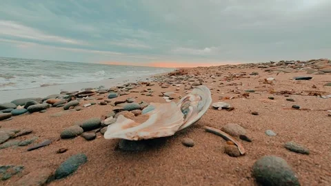 Ground Level Shot Close Up Of Sea Shell On The Sand With Nice Sky And Waves Stock Footage 255322077
