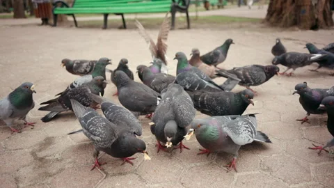 Ground level shot of a flock of pigeons feeding on a paved park walkway Stock Footage 335254042