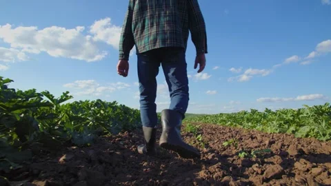 Ground-level shot of a man walking along a dirt path amid green crops. Stock Footage 297950486