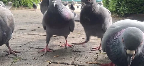 Ground Level Shot of Pigeons Searching for Food 動画素材 335516668