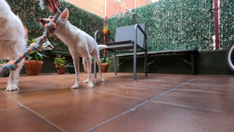 Ground Level Shot of Playful Dog Pulling Rope Toy in Tug of War Game Stock Footage 343827986