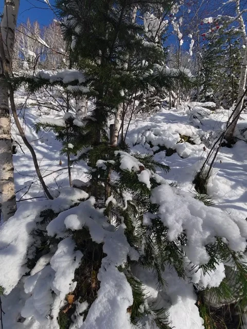 Ground Level Shot of Snow-Covered Pine Tree in a Winter Forest Stock Footage 348599647
