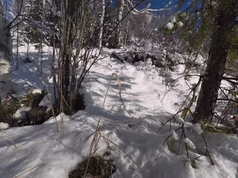 Ground Level Shot of Snow Falling from Trees in a Winter Forest Stock Footage 348599658