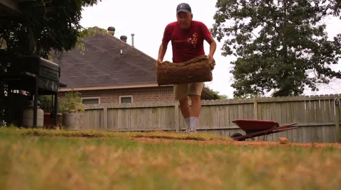 Ground level shot of sod being rolled out. Stock Footage 64539560