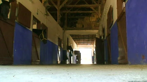  Ground level shot of a stable block with 4 horses Stock-Footage 291786