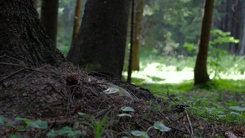 Ground level slider shot in the pine forest Stock Footage 108763532