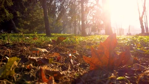 Ground-Level Timelapse of Autumn Leaves Falling at Dusk Stock Footage 145680171