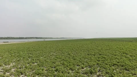 Ground Level Track Through Peanut Field Stock Footage 334802834