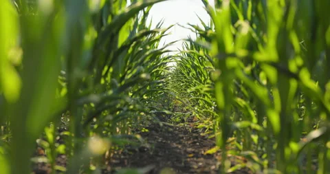 Ground level tracking along a soil path between green corn rows, 8K Stock Footage 339245066