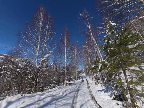 Ground-Level Tracking Shot Along a Snow-Covered Road in a Winter Forest Stock Footage 348599655