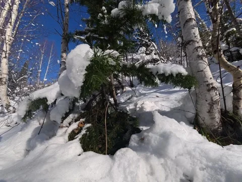 Ground-Level Tracking Shot of Snow-Covered Pine and Birch Trees Stock Footage 348599623