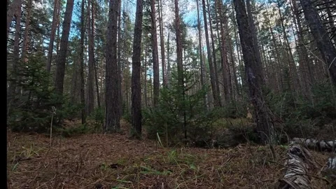 Ground Level Tracking Shot Through a Dense Pine Forest and Fallen Logs Video stock 348519901