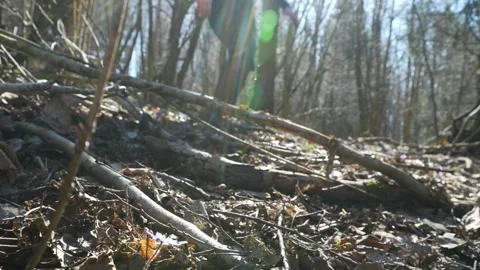 Ground-level trail running in backlight, close-up of feet crushing twigs Stock Footage 305907783