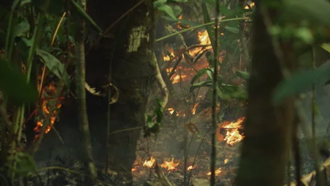 Ground-level view of an active wildfire spreading through the Amazon Stock Footage 340335899
