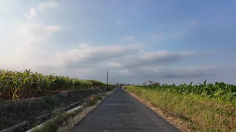 Ground Level View Along Rural Cornfield Road Stock Footage 345201323