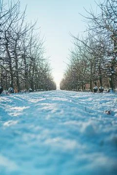 Ground Level View Along Side a Snowy Row of Bare Apple Trees on an Plantation Stock Photos