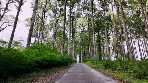 Ground Level View Along Tree Lined Forest Road Stock Footage 345136008