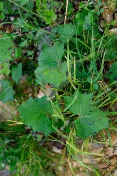 Ground Level View of Assorted Green Plants and Stone Stock Photos