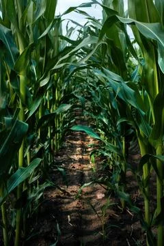Ground-level view between rows of green corn plants in a cultivated field. .. Stock Photos