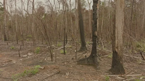 Ground-level view of a burned forest in the southern Amazon rainforest, with Vídeos de archivo 340276587