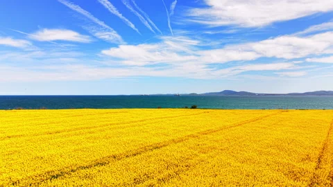 Ground level view of canola field facing the sea, Bulgaria Stock Footage 339009166