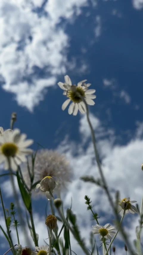 Ground Level View of Chamomile Flowers Against Blue Summer Sky Stock Footage 340447919