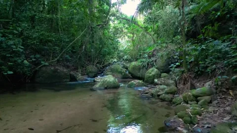 Ground-Level View of Clear Forest Stream with Mossy Boulders in Atlantic Forest  Vídeos de archivo 334617550