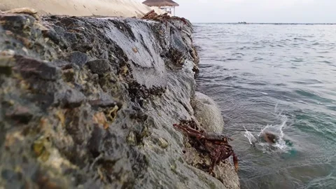 Ground level view of crabs of maldives on rocks Stock Footage 279442783