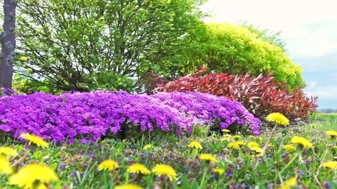 Ground level view of Creeping Phlox Purple Beauty flowers bush in wind Stock Footage 80155833