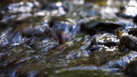 Ground level view, crystal clean small mountain creek Stock Footage 312562524