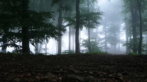 Ground level view of dar creepy foggy forest. Moody day in woodland Video stock 92439938