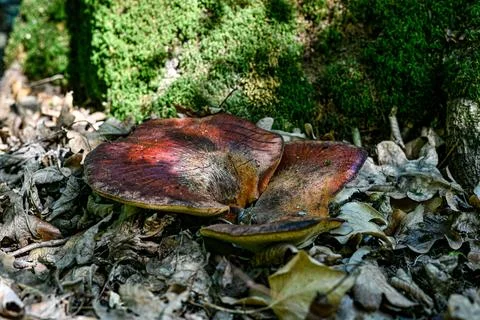 Ground level view of dark red mushroom by moss tree Fotos de archivo
