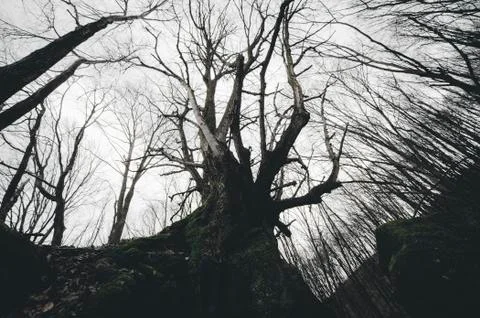 Ground level view of dark scary forest Halloween landscape Stock Photos