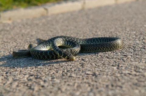 Ground level view of dead diced snake roadkill Natrix tessellata on asphalt.. 库存照片