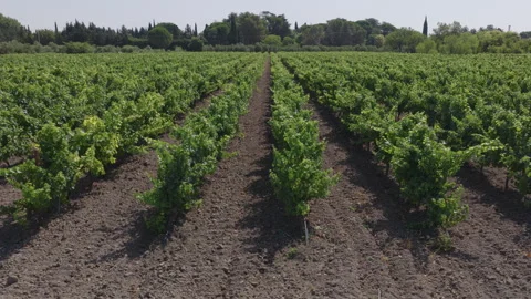 Ground level view down a dirt path between rows of green vines in a vast Stock Footage 337995766