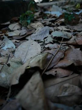 Ground Level View of Dry Brown Autumn Leaves on the Earth Stock Photos