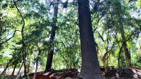 Ground Level View of Dry Pine Needles and Large Tree Roots Vídeos de archivo 334664277